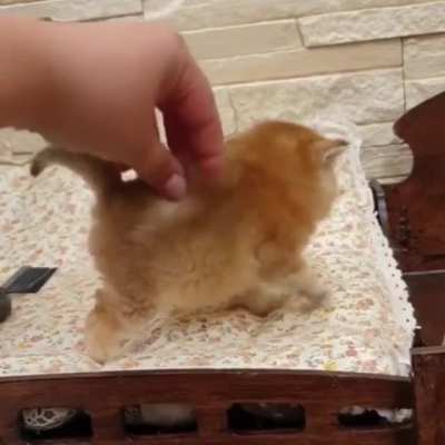 So smoll 🥰