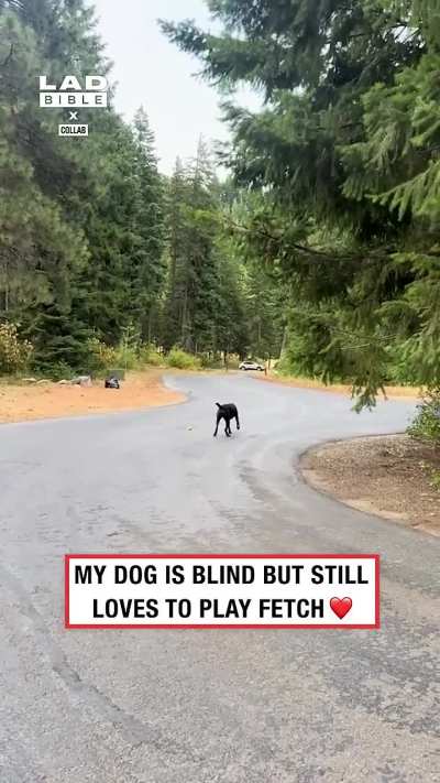 Blind doggo loves playing fetch
