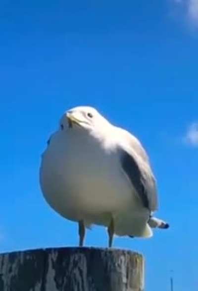 Screaming Seagull