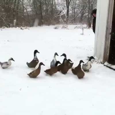 TOO HONKIN&rsquo; COLD