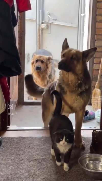 Can we keep him? 