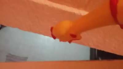 Pollo siendo torturado con m&uacute;sica de la rosa de guadalupe