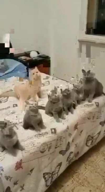 fun time with cats Feline family trained.