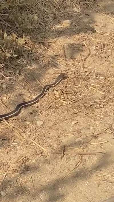 Tehehe snake