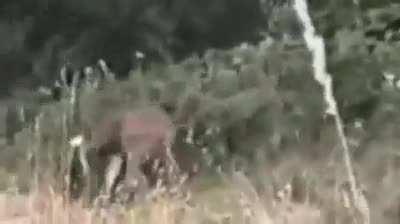 Deer Pugilist, Slayer of hunters, equalizer of the ecosystem