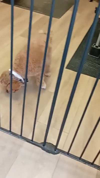 Working dog in cute necktie