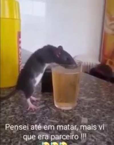 Gabs furando a pandemia