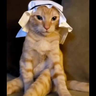 Gato arabe??