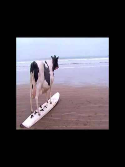 cow-abungha
