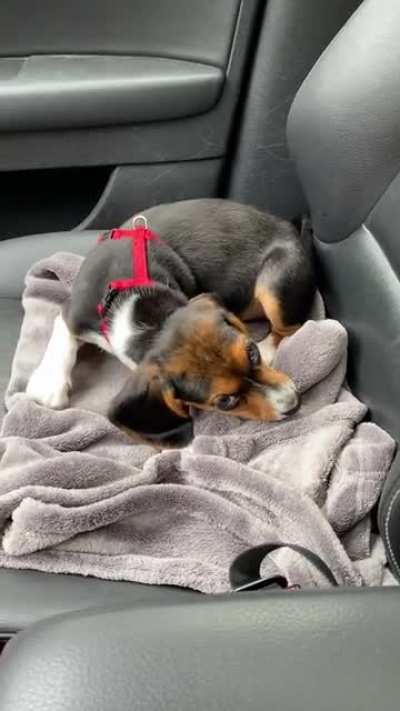 Remy giving them a piece of her mind while they wait for the vet