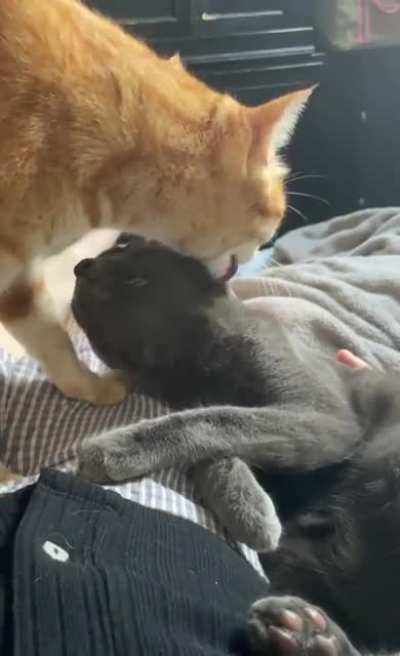 When it&rsquo;s bath time, it&rsquo;s bath time