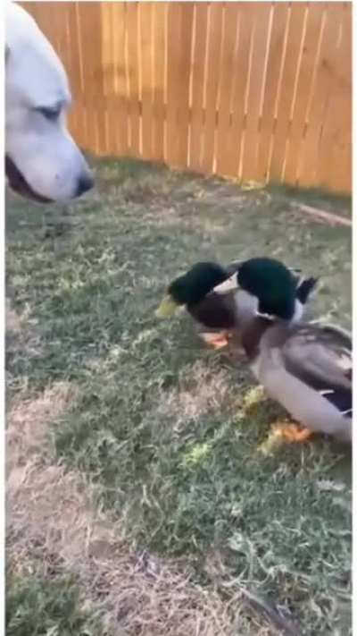 "Do that again, I dare you!"