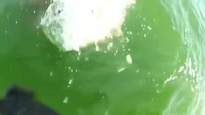 The sea is full of absolute monsters.