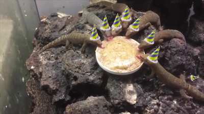 peep peep party lizards