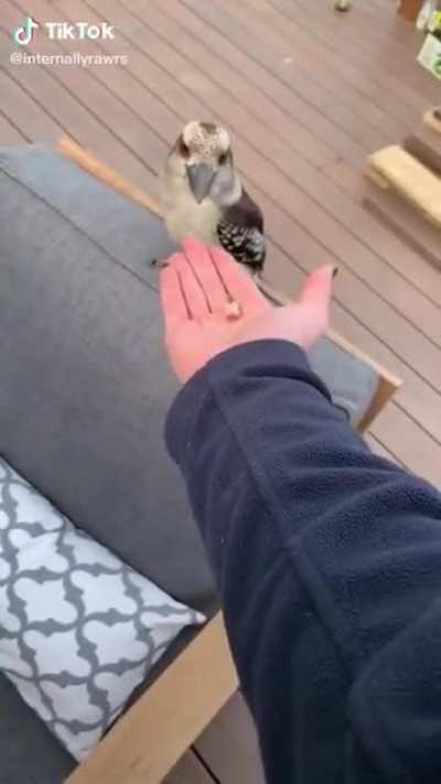 Kookaburra