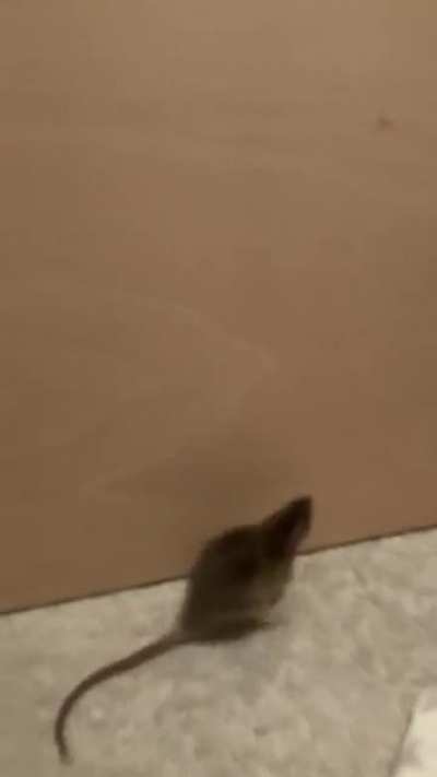 We put a barrier up so they couldn&rsquo;t get behind the furniture. This was how Stella chose to spend her free roam time.