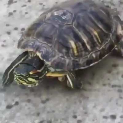 Fast turtle !