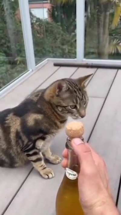 poor cat