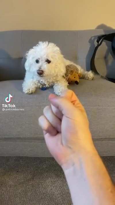 I question why the dog knows what that means