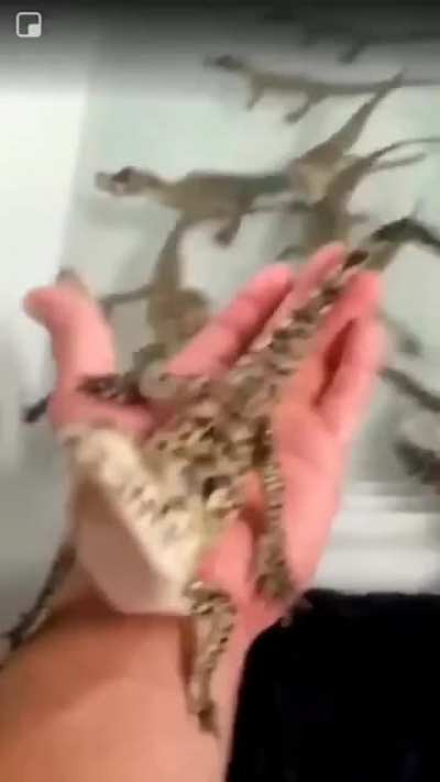 Listen to what baby alligators sounds like
