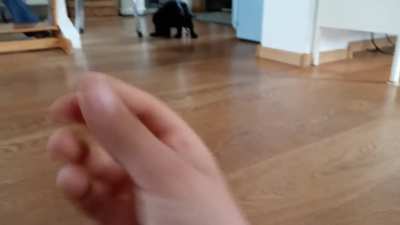 He didn't notice the dog was shitting 😂😂😂