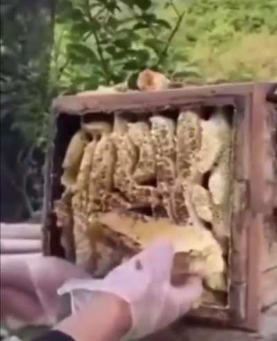 Covered in honey