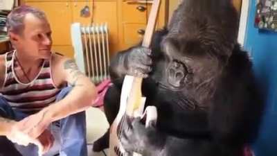 Musician Flea teaches Koko the gorilla to play the bass guitar.