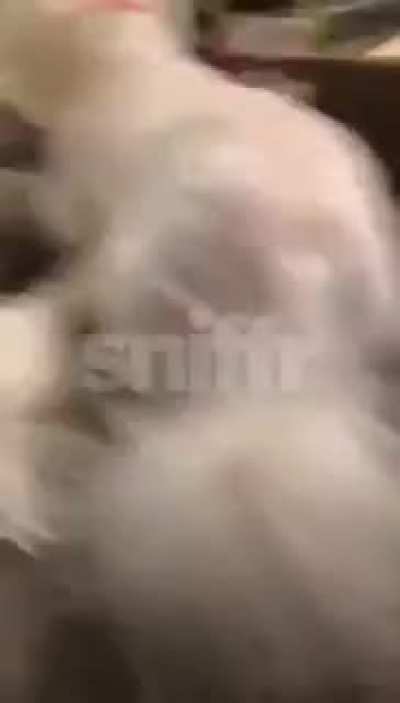 Flicking your dog in the nuts