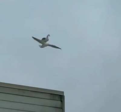 Did you know that seagulls mate for life?