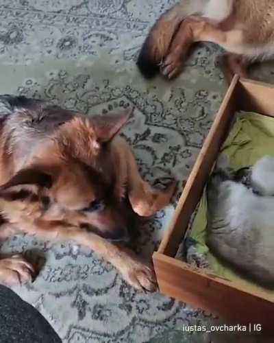 Все любят Котиков