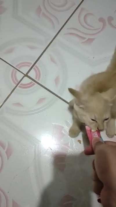 My cat love the treats so much &hearts;️