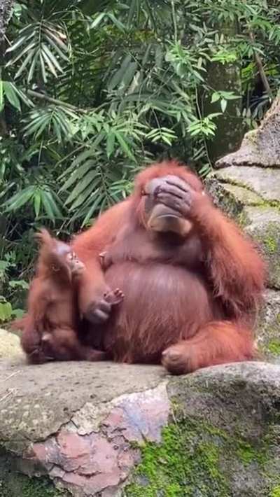When monke is 2 cool