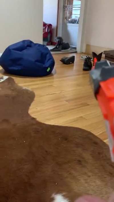 Puppy dog
