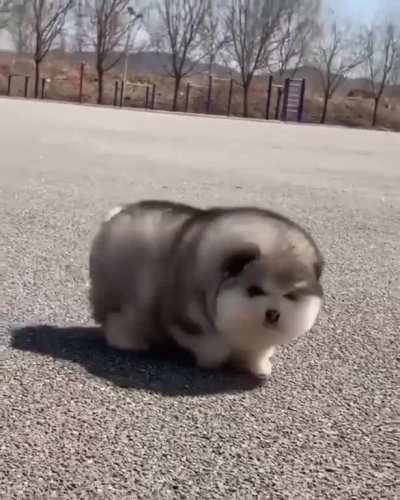 A chunky husky