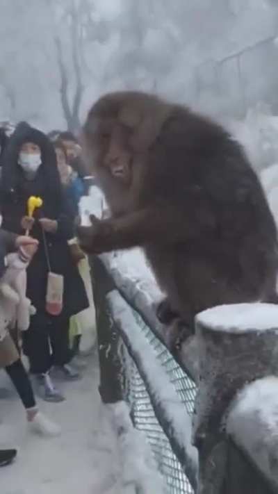 Thank you hooman