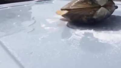 Thanks, I hate clams licking salt...
