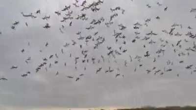 🔥 A flock of Gannets diving together