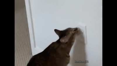 What could go wrong with licking a power socket