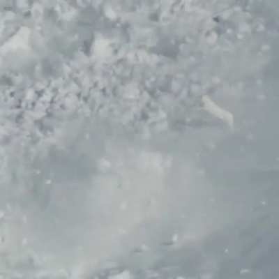 🔥 A fearless hare crossing a deadly avalanche in Kamchatka.