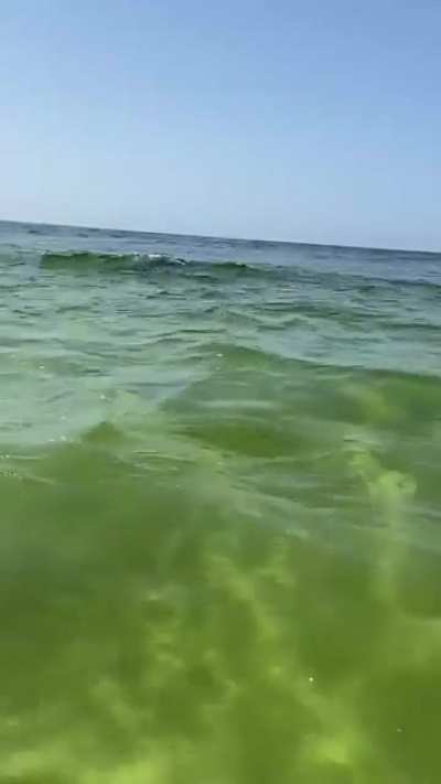 I would say this Dolphin video fits perfectly! (Oc)