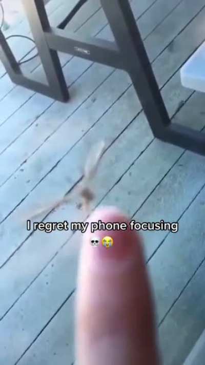 lil mosquitoes