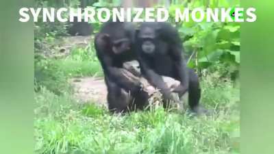 monkes
