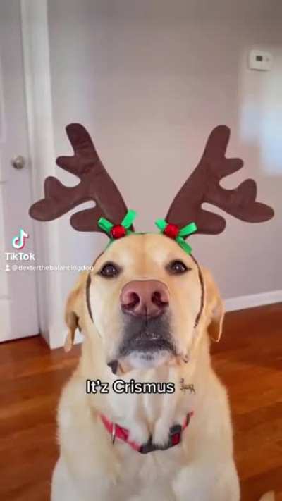 Dexter the Balancing Dog wishing you all a Happy Crimmus