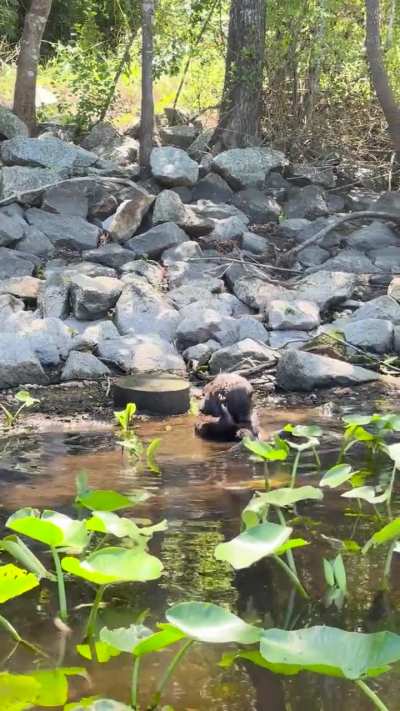Saw this big guy while fishing