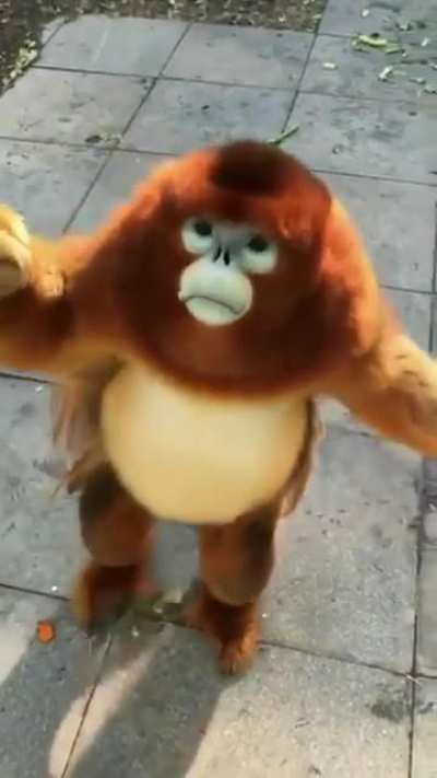 Amonkeh