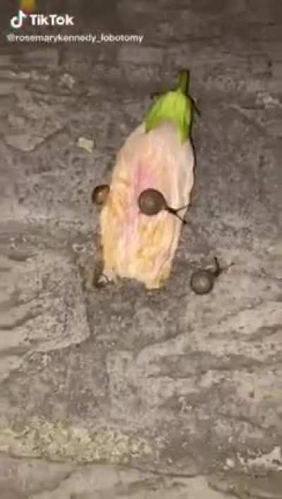 Those poor snails