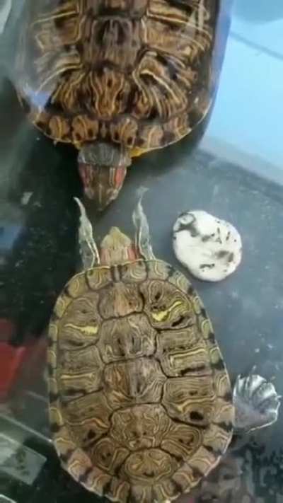 Slapy boi