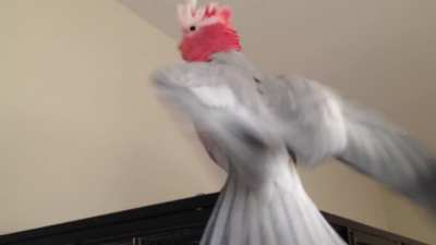 Bird dies