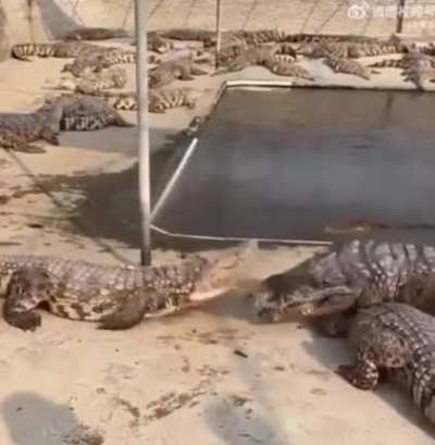 To eat a fish