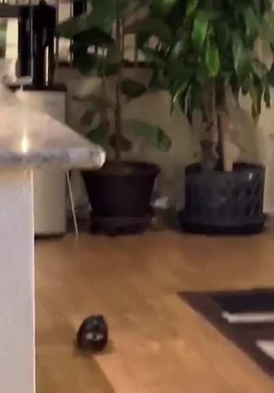Adorably Derpy